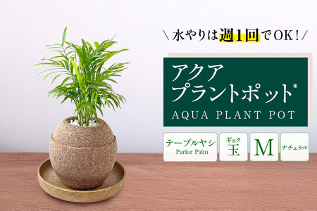 アクアプラントポット®　玉Ｍ 植木鉢テーブルヤシ（2133）