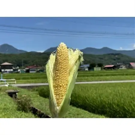 【八ヶ岳産】スイートコーン　ともろこし　グラビス(黄色と白の粒が特徴)　4kg_野菜 とうもろこし  トウモロコシ_【配送不可地域：離島】【1540746】