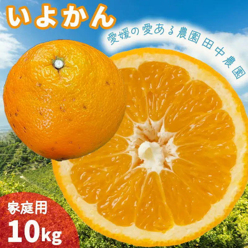 【2027年1月上旬頃から順次発送】伊予柑 いよかん 約10kg  家庭用 柑橘類 先行予約 フルーツ 柑橘類 先行予約 果物 フルーツ みかん 10kg イヨカン 宮内伊予柑 人気 おすすめ 愛媛 松山 田中農園【TNN0062】