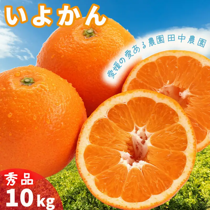  【2027年1月上旬から順次発送】伊予柑 いよかん 約10kg  秀品 柑橘類 先行予約 贈答用 ギフト フルーツ 柑橘類 先行予約 果物 フルーツ みかん イヨカン 宮内伊予柑 人気 おすすめ 愛媛 松山 田中農園【TNN0052】