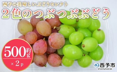 先行予約＜西予の美味しいぶどうセレクトセット／2色のつぶつぶぶどう500g×2p＞ 果物 くだもの フルーツ ぶどう 葡萄 ブドウ セット 食べ比べ 野菜ソムリエ 食べて応援 特産品 産地直送 西予ぶどう倶楽部 愛媛県 西予市【冷蔵】『8月下旬から9月上旬迄に順次出荷予定』OMC0006