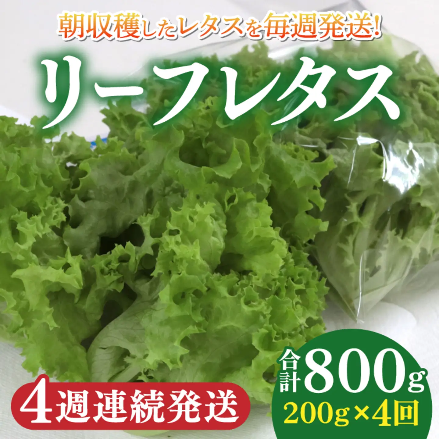 【定期便】4週連続お届け！採れたてフレッシュな無農薬リーフレタス（合計800g）