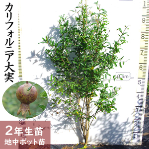 カリフォルニア大実ザクロ（拓榴）2年生 苗木 ＜すだ農園＞