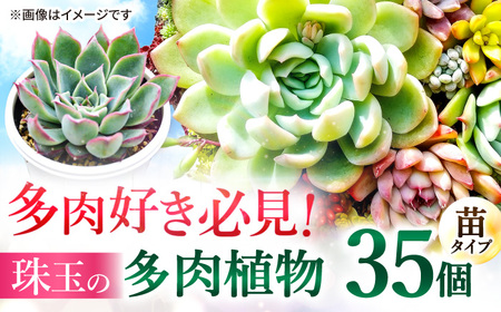 多肉植物 苗 35個セット / インテリア 多肉植物[AFAT009]