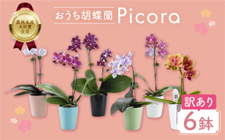 胡蝶蘭『ピコラ』 ミディ 6鉢 セット 花 鉢花 訳あり おまかせ 鉢植え 豊橋市 胡蝶蘭 ランキング 一位  