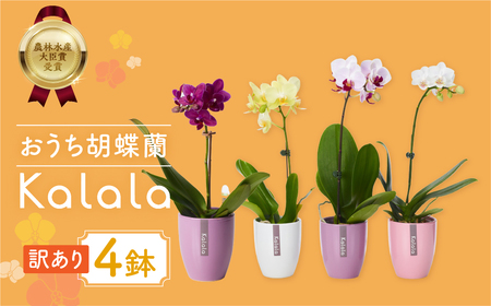 胡蝶蘭『カララ』 4鉢 訳あり セット 花 鉢花 ラン 鉢植え 豊橋市 胡蝶蘭 ランキング 一位  