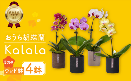 産直 胡蝶蘭 『カララ』 4鉢 ウッド鉢 ミディ 花 鉢花 訳あり おまかせ 鉢植え 豊橋市 胡蝶蘭 ランキング 一位                                                     