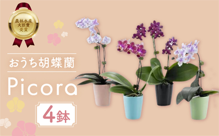 産直胡蝶蘭『ピコラ』４鉢セット 胡蝶蘭   胡蝶蘭        