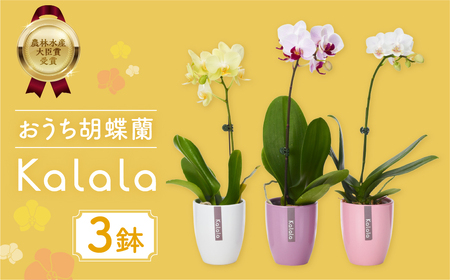 産直胡蝶蘭『カララ』３鉢セット 胡蝶蘭   胡蝶蘭                                                                               