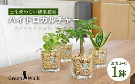 ハイドロカルチャー 観葉植物 アドソープションM ゼオライト植え 鉢植え 土無し インテリア　                                                              