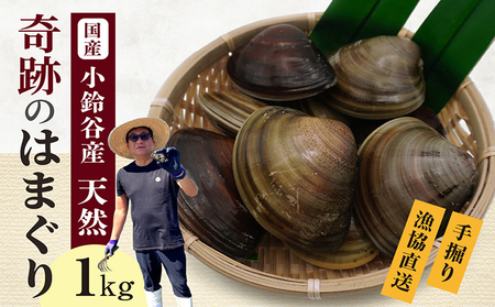 【 奇跡のはまぐり 】小鈴谷産天然はまぐり【 1kg 】 国産 天然 はまぐり 貝 漁協直送 魚貝類 肉厚 日本産 旨味 お祝い お吸い物 大きい 手掘り 潮干狩り 冷蔵便 小鈴谷天然蛤 海の幸 縁起物