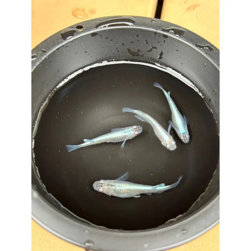 メダカ 幹之（みゆき） ５匹 （２ペア＋１匹） 死着保証 ／ aju succulent 観賞魚 淡水魚 魚 ペット 生き物 奈良県 葛城市【ajus008】