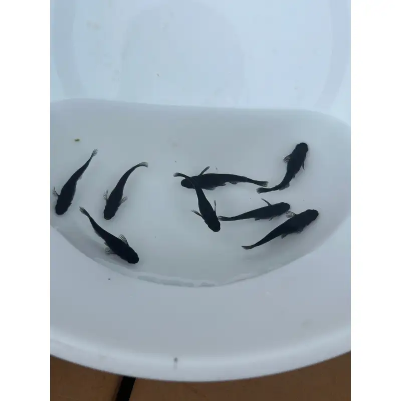 メダカ オロチ ５匹 （２ペア＋１匹） 死着保証 ／ aju succulent 観賞魚 淡水魚 魚 ペット 生き物 奈良県 葛城市【ajus007】