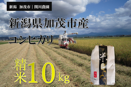 【令和8年産新米先行予約】加茂市産コシヒカリ 精米10kg（10kg×1袋）《9月下旬～順次出荷》 こしひかり 新潟産 米 お米 白米 加茂市 関川農園