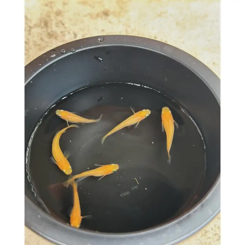 メダカ 楊貴妃 ５匹 （２ペア＋１匹） 死着保証 ／ aju succulent 観賞魚 淡水魚 魚 ペット 生き物 奈良県 葛城市【ajus006】