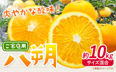 みかん 八朔 ご家庭用 10kg サイズ混合