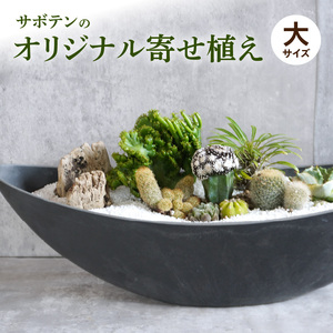 サボテンのオリジナル寄せ植え（大）[133O02] 本格サボテン 産地直送サボテン インテリア サボテンギフト プレゼント オシャレ かわいい 寄せ植え オリジナルサボテン 人気サボテン 多肉植物 