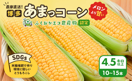 【来年度受付予約：2026年6月より発送】とうもろこし 農家直送！SDGs米糠堆肥で作った環境に優しいメロンより甘い 博多あまっコーン 4.5キロ以上 (10～15本) /酒見農産/トウモロコシ ※配送不可：離島