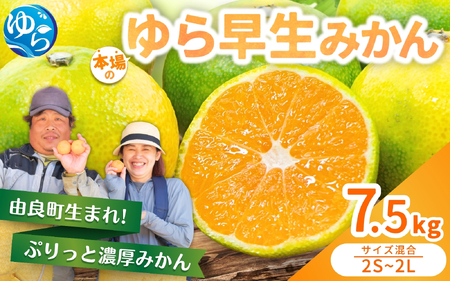 【早生】 ゆら早生 7.5kg ※2026年10月中旬頃～10月下旬頃に順次発送予定【nktn003-r-7d5】