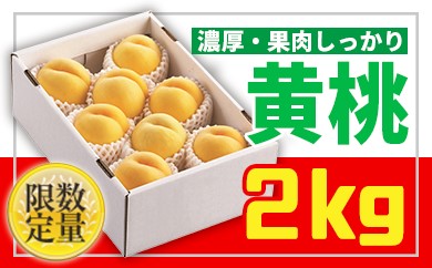 ★山形黄桃★黄桃秀品2kg[かための桃] 【令和8年産先行予約】 FS25-668 くだもの 果物 フルーツ 山形 山形県 山形市 2026年産