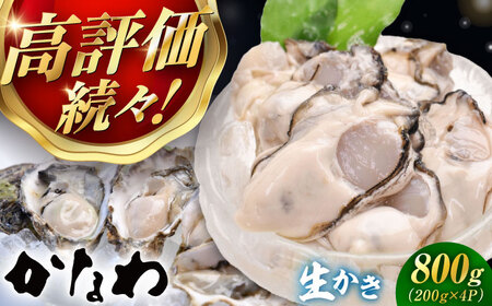生牡蠣むき身800g 牡蠣[XBP003]
