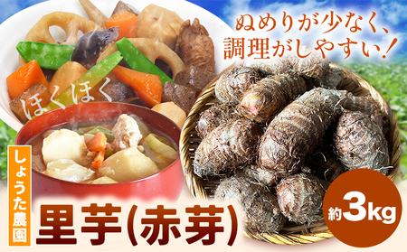 【先行予約】里芋 赤芽里芋 約3kg しょうた農園《11月上旬-3月末頃出荷》