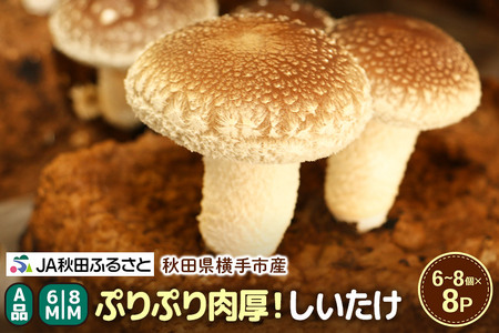 しいたけ A級品 Mサイズ 約800g(約100g(6～8個入)×8パック)