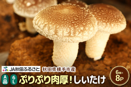 しいたけ A級品 Lサイズ 約1.2kg(約150g(6個入)×8パック)