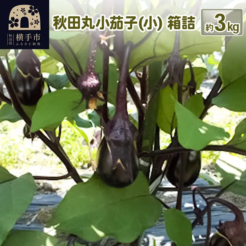 秋田丸小茄子（小）3kg 箱詰