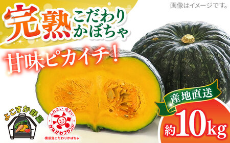 【先行予約】【数量限定50セット】よこすか こだわりかぼちゃ 約10kg 野菜 かぼちゃ 野菜 南瓜 カボチャ 野菜【JAよこすか葉山】 [AKFO004]
