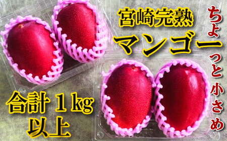 平均糖度15度以上！たっぷり1kg以上！宮崎完熟マンゴーご家庭用小さめ M・Lサイズ2玉入り×2パック(1,000g～1,200g)_K005-014
