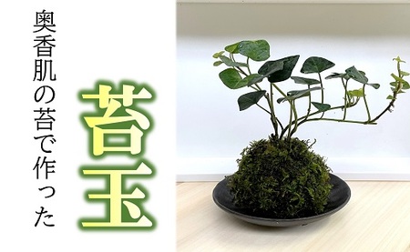 苔玉【1.1-28】