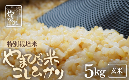 【令和7年産】米 コシヒカリ（特別栽培米）5kg 新庄やまびこ米（玄米）【5キロ 特栽米】 [m23-a016]