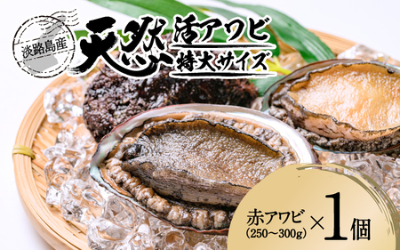 天然活アワビ 特大サイズ 1個 / アワビ