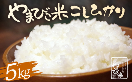 【先行予約】【令和8年産・新米】米 コシヒカリ 5kg 新庄やまびこ米（白米）【2026年10月以降順次発送予定】 [m23-a022]