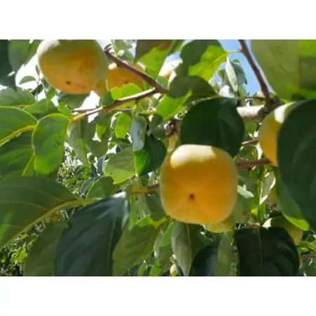 【先行受付】橋本市産　たねなし柿　2kg　(家庭用　訳あり)_果物・フルーツ 柿（カキ）  かき_【1526601】