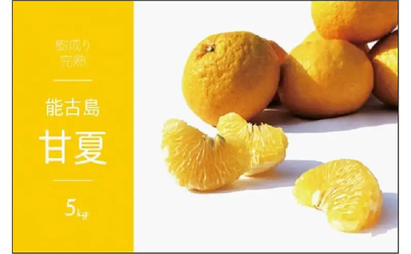 福岡県 能古島産 甘夏5kg | フルーツ 柑橘 かんきつ みかん ミカン 蜜柑 あまなつ 食品 おすすめ 送料無料