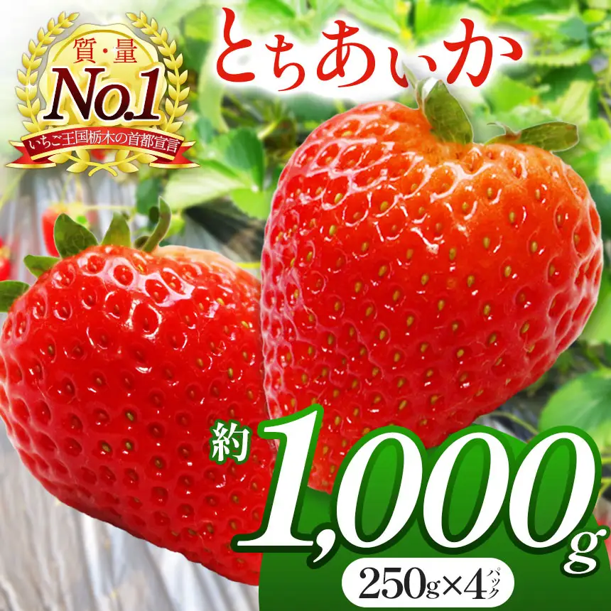 【2026/27年 先行予約受付中】朝採れのいちご とちあいか 1000g 