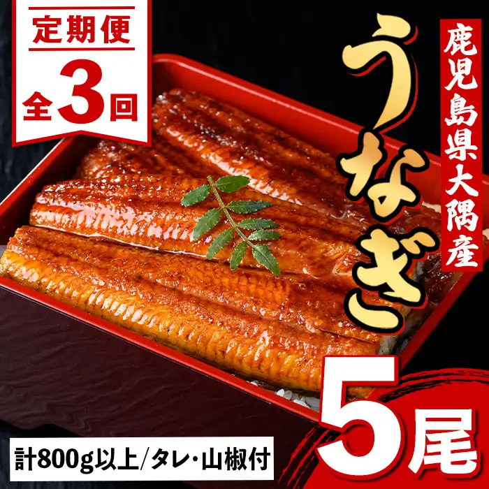 【E57005】＜定期便・計3回(連続)＞うなぎ蒲焼・大(有頭)(5尾・計800g以上×3回、タレ、山椒付)鹿児島 国産 鰻 うなぎ ウナギ 蒲焼き うな丼 うな重 ひつまぶし 土用の丑の日 真空パック お土産 贈答 ギフト プレゼント【一般社団法人きもつき宇宙協議会】