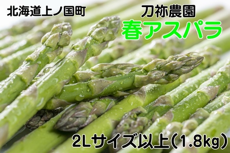 【2026年春発送】刀祢農園の朝採り春アスパラ　2L以上（1.8㎏）　グリーンアスパラ　朝採れ　農家直送　新鮮　甘い　春野菜　旬野菜　特産品　北海道産