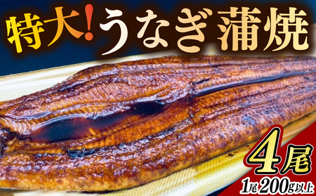 特大うなぎ蒲焼 4尾（200g以上/尾） / 鰻 / 佐賀県 / 佐嘉ZEYTAKUYA（山下鮮魚店）[41AQAA055]