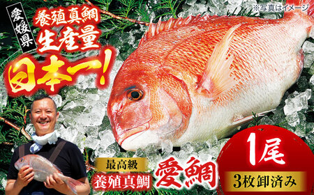 愛鯛 養殖真鯛1尾 冷凍 [AGDA001]