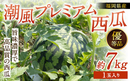 福岡県 北九州市 若松産 【優等品】 潮風プレミアム 西瓜 約7kg（1玉入り）【2026年7月下旬から8月上旬発送予定】すいか スイカ フルーツ 果物 くだもの