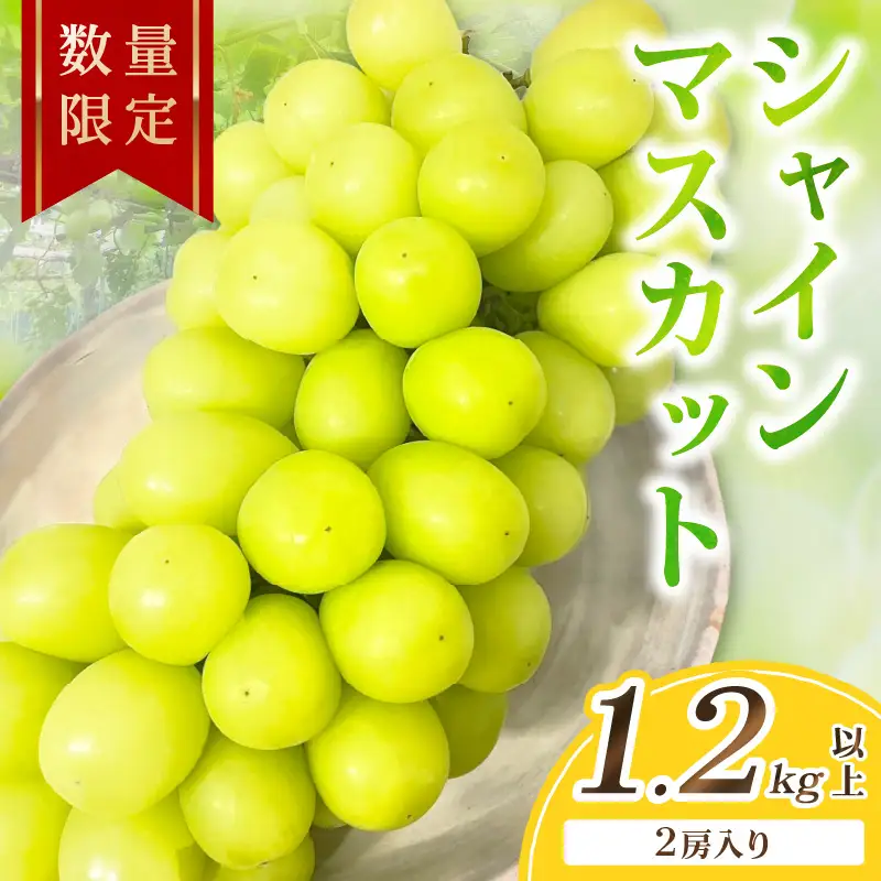 【先行予約／数量限定100】シャインマスカット 1.2kg以上（2房入り）（2026年9月上旬～発送）