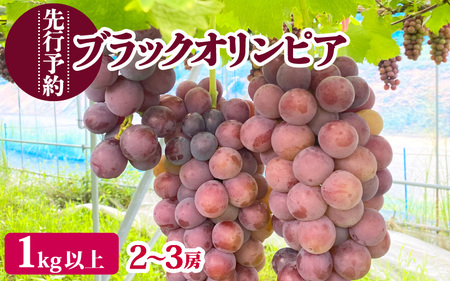 【2026年9月中旬発送】ぶどう ハチミツのようなとろける甘み 「ブラックオリンピア」葡萄 1.0kg以上（2～3房） [e36-a007]