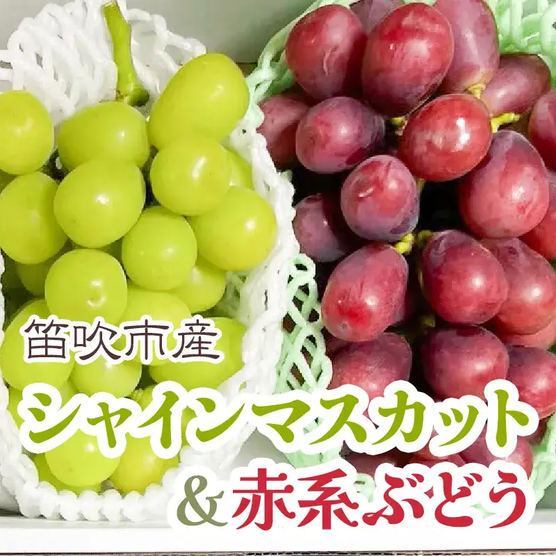 【2026年発送★先行予約】シャインマスカット&赤系ぶどう 各1房(2房合計1kg程度) 229-004-26y