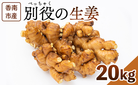 生姜 20kg 香南市産 別役の生姜 - しょうが ショウガ ジンジャー 薬味 調味料 国産 株式会社べっちゃく 高知県 香南市 bc-0024