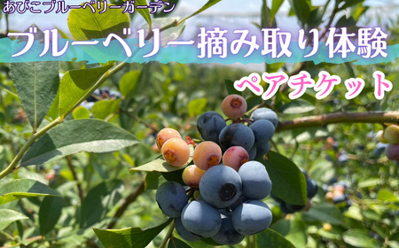 ブルーベリー摘み取り体験　ペアチケット《30日以内に出荷予定(土日祝除く)》
