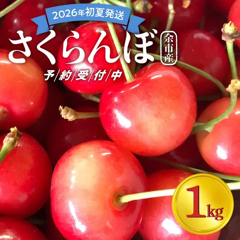 【先行予約：2026年初夏発送】さくらんぼ 毎年大好評！こだわりの東谷農園 余市産 さくらんぼ 1kg_Y037-0347