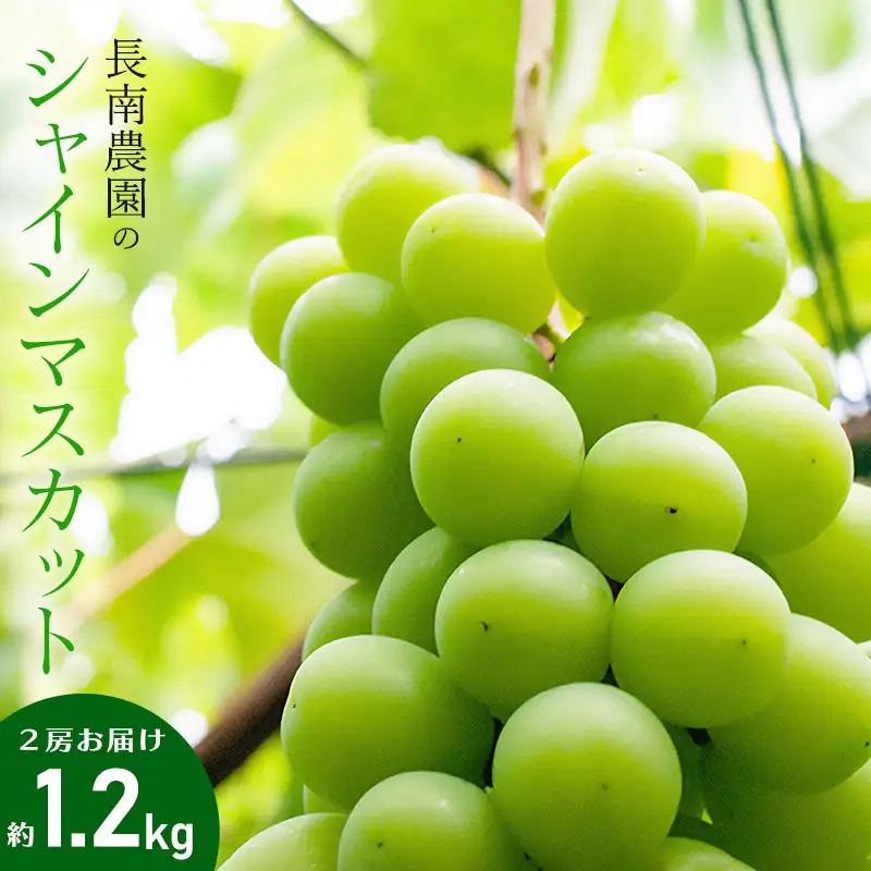 【令和8年産先行予約】 シャインマスカット 2房 約1.2kg　山形県鶴岡市産　長南農園